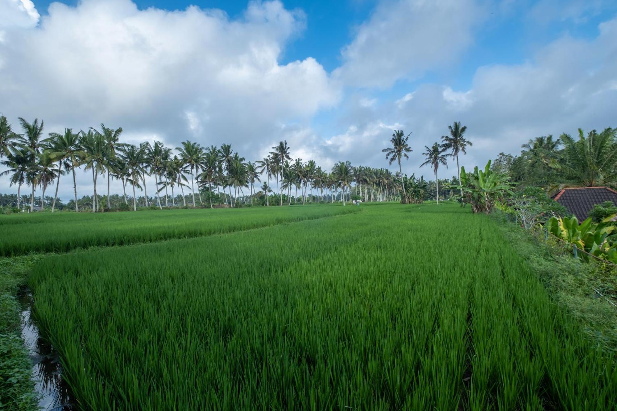 Bhuwana Ubud Hotel And Farming Exteriör bild
